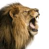 ABUBAKARA.LION