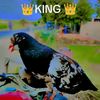 shahzaddawal12