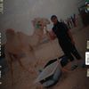 majidmajid4415