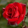 floweflower5