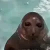 vixsismufa