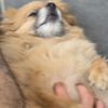 brusky78