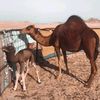 محمد الجهني