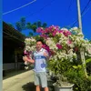 tuantrungha6