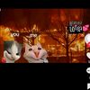 user7036143775686