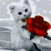 fleur.de.paradis88