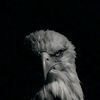 kingdaacad23
