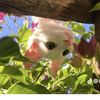 roronoa.indri