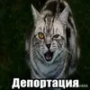 yang_fimoz0