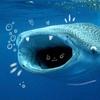 h0ly_freaking.whaleshark