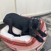 raventhecanecorso