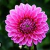adiba5722