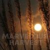 marvelous.harvest