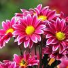gardeniaaguirre5