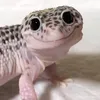 pickzst4