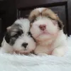 motnhacunxinh