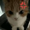 hmxapo5