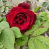 صباحيات ومسائيات حلوه