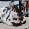 tedongthecat