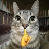 kucing9nyawa