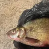 dimaribachok2
