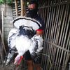kalkun_farm