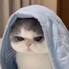 Catloverever