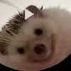 fry_cam