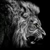 lion.noir32