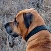 peeweethelionhound