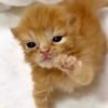 catsthemewsical