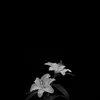 itzmena.m