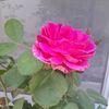 lanni3852