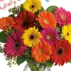 a_m_i_r_a462