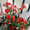 bunga.merah767