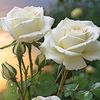 sathi.akther.juma