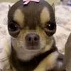 hhjyr50