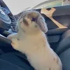 furrrrrao