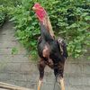jalu BBM