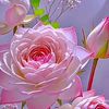 user3814223206619
