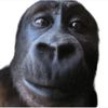 ilovefoodandgorilla
