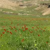 hama.jaf30