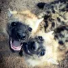 https_koko.com