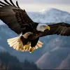 flyin.eagle