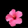 lamees_344
