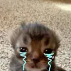 nfffgggdhdbdv