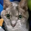 elgatogris7