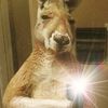 usernameq338