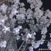 nour.mohammed397