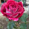 nadiia4898